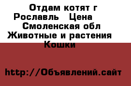 Отдам котят г.Рославль › Цена ­ 1 - Смоленская обл. Животные и растения » Кошки   